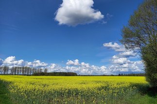 Rapsfeld blauer Himmel Wolken