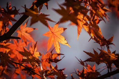 Blätter im Herbst - Copyright: pxabay