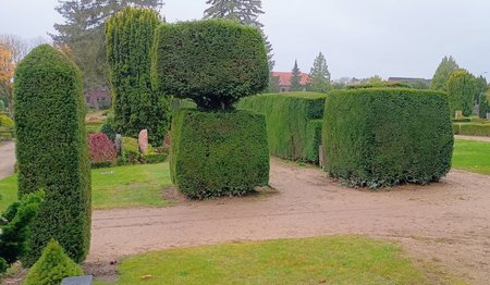 Blick auf Büsche auf einem Friedhof.