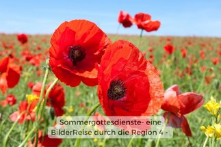 Sommer Mohn