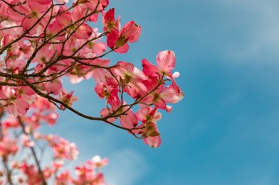 Frühling Zweig Blüten - Copyright: Dim Hou